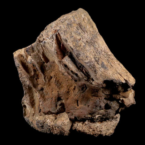 3" Tyrannosaurus Rex Fossil Limb Bone Dinosaur Lance Creek FM Wyoming COA - Fossil Age Minerals