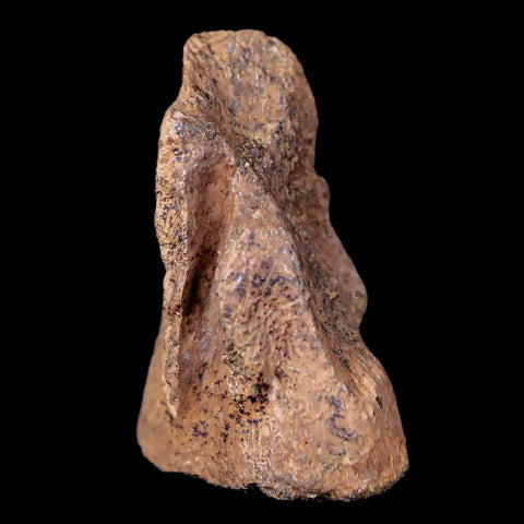 1" Thescelosaurus Fossil Vertebrae Bone Cretaceous Dinosaur Lance Creek WY COA - Fossil Age Minerals