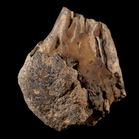 3" Tyrannosaurus Rex Fossil Limb Bone Dinosaur Lance Creek FM Wyoming COA - Fossil Age Minerals