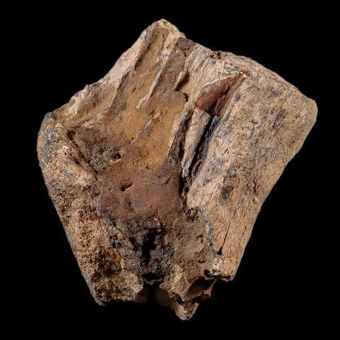 3" Tyrannosaurus Rex Fossil Limb Bone Dinosaur Lance Creek FM Wyoming COA - Fossil Age Minerals