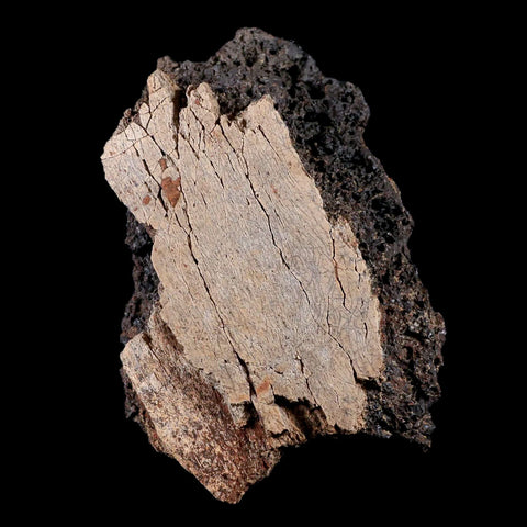 4" Tyrannosaurus Rex Fossil Bone Marrow Dinosaur Lance Creek FM Wyoming COA - Fossil Age Minerals