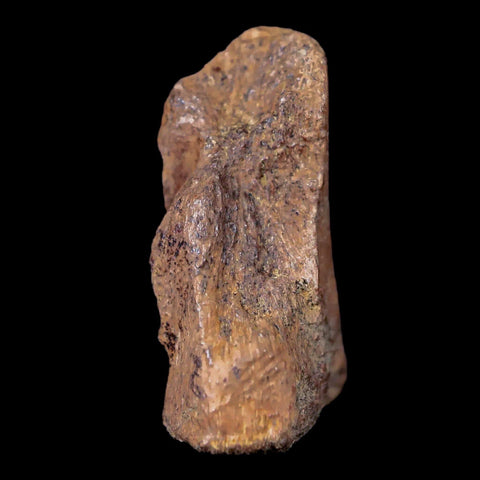 1" Thescelosaurus Fossil Vertebrae Bone Cretaceous Dinosaur Lance Creek WY COA - Fossil Age Minerals