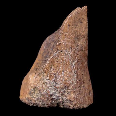 1" Thescelosaurus Fossil Vertebrae Bone Cretaceous Dinosaur Lance Creek WY COA - Fossil Age Minerals