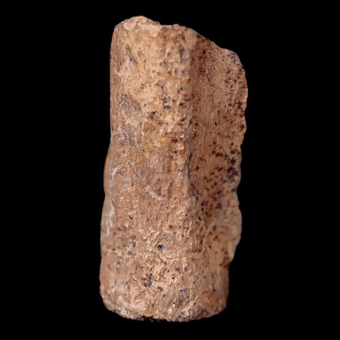 1" Thescelosaurus Fossil Vertebrae Bone Cretaceous Dinosaur Lance Creek WY COA - Fossil Age Minerals