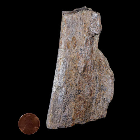 4.3" Stegosaurus Fossil Bone Morrison Formation Wyoming Jurassic Age Dinosaur COA - Fossil Age Minerals
