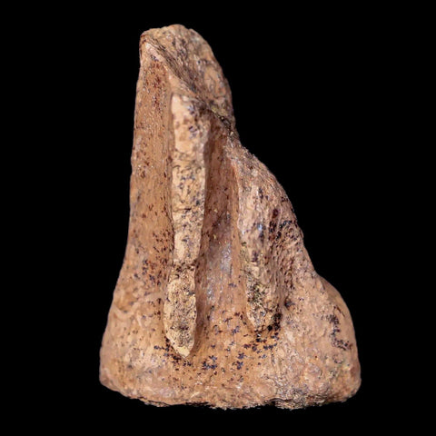 1" Thescelosaurus Fossil Vertebrae Bone Cretaceous Dinosaur Lance Creek WY COA - Fossil Age Minerals