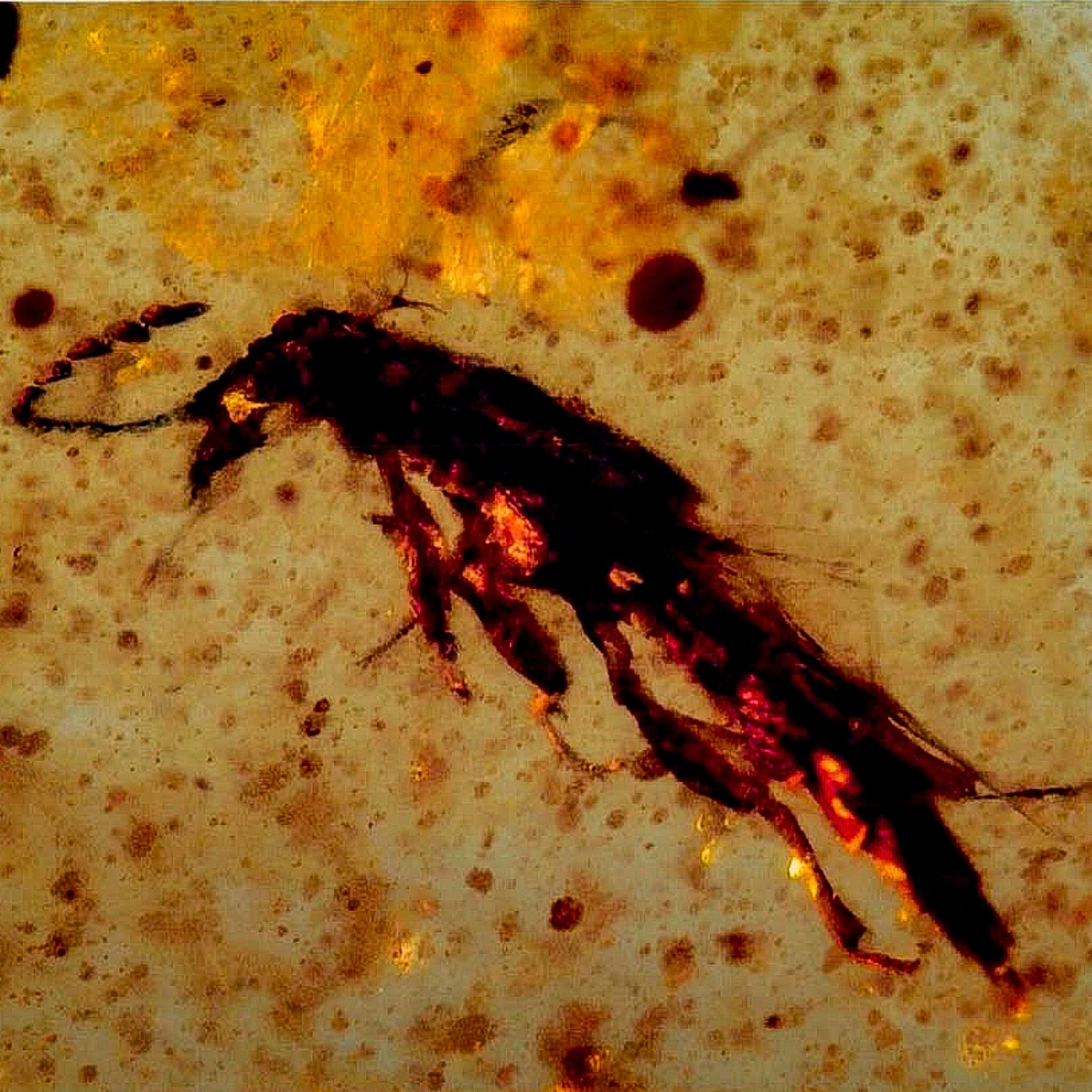 Burmese Insect Amber Unknown Flying Fossil Cretaceous Bermite Dinosaur Age - Fossil Age Minerals