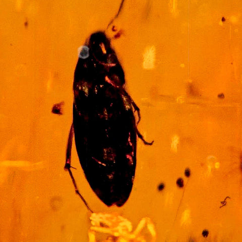 Burmese Insect Amber Coleoptera Beetle Bug Fossil Cretaceous Bermite Dinosaur Age - Fossil Age Minerals