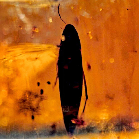 Burmese Insect Amber Coleoptera Beetle Bug Fossil Cretaceous Bermite Dinosaur Age - Fossil Age Minerals