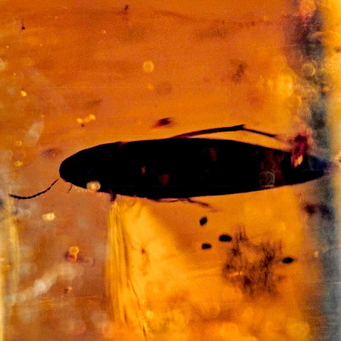 Burmese Insect Amber Coleoptera Beetle Bug Fossil Cretaceous Bermite Dinosaur Age - Fossil Age Minerals
