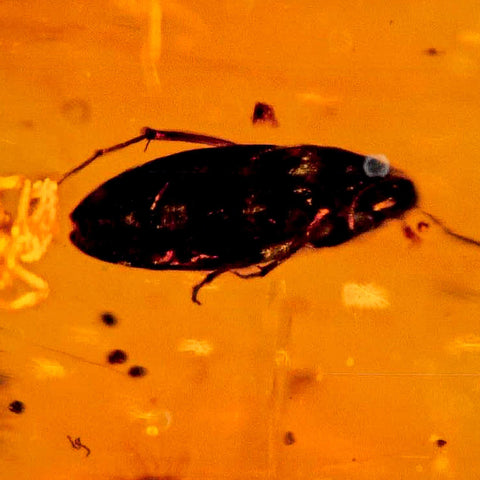 Burmese Insect Amber Coleoptera Beetle Bug Fossil Cretaceous Bermite Dinosaur Age - Fossil Age Minerals