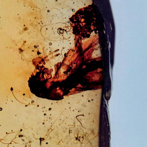 Burmese Insect Amber Cock Roach Fossil Cretaceous Bermite Dinosaur Age - Fossil Age Minerals