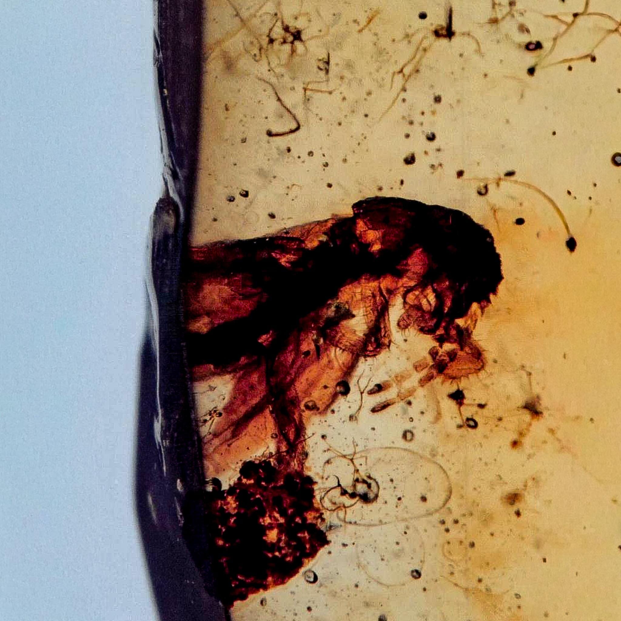 Burmese Insect Amber Cock Roach Fossil Cretaceous Bermite Dinosaur Age - Fossil Age Minerals