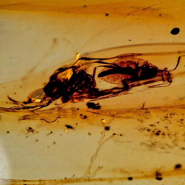 Burmese Insect Amber Unknown Flying Fossil Cretaceous Bermite Dinosaur Age