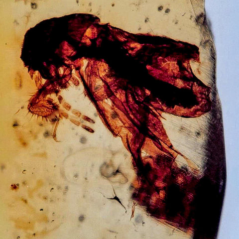 Burmese Insect Amber Cock Roach Fossil Cretaceous Bermite Dinosaur Age - Fossil Age Minerals