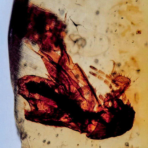 Burmese Insect Amber Cock Roach Fossil Cretaceous Bermite Dinosaur Age - Fossil Age Minerals