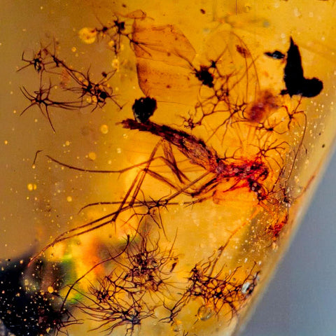 Burmese Insect Amber Diptera Mosquito Fly Fossil Cretaceous Bermite Dinosaur Age - Fossil Age Minerals