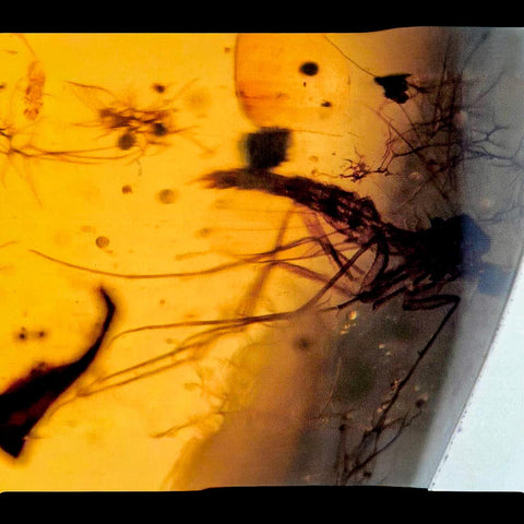 Burmese Insect Amber Diptera Mosquito Fly Fossil Cretaceous Bermite Dinosaur Age - Fossil Age Minerals