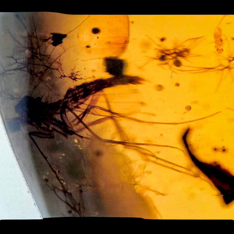 Burmese Insect Amber Diptera Mosquito Fly Fossil Cretaceous Bermite Dinosaur Age - Fossil Age Minerals