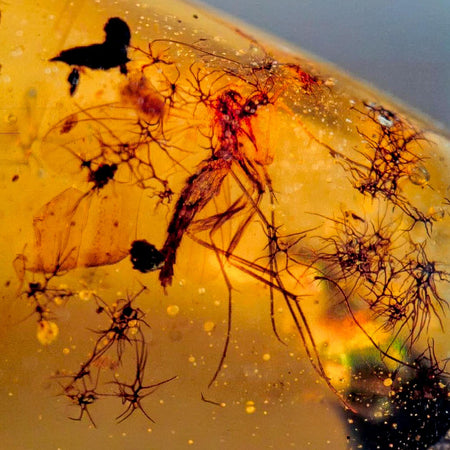 Burmese Insect Amber Diptera Mosquito Fly Fossil Cretaceous Bermite Dinosaur Age