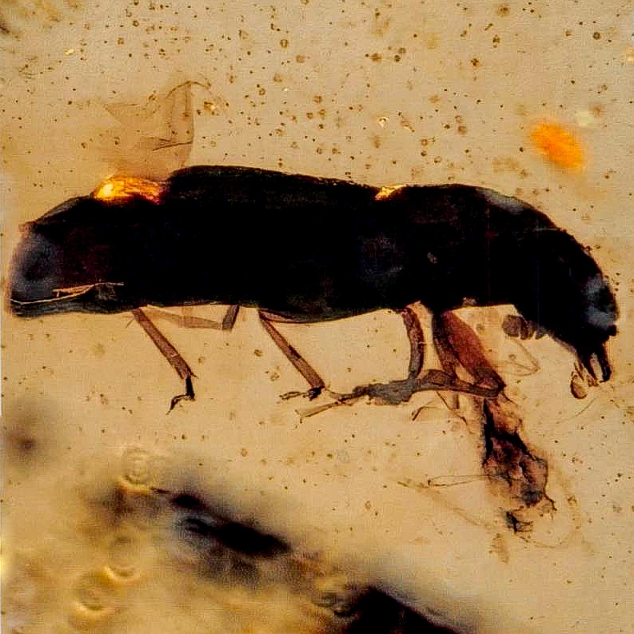 Burmese Insect Amber Coleoptera Beetle Bug Fossil Cretaceous Bermite Dinosaur Age - Fossil Age Minerals