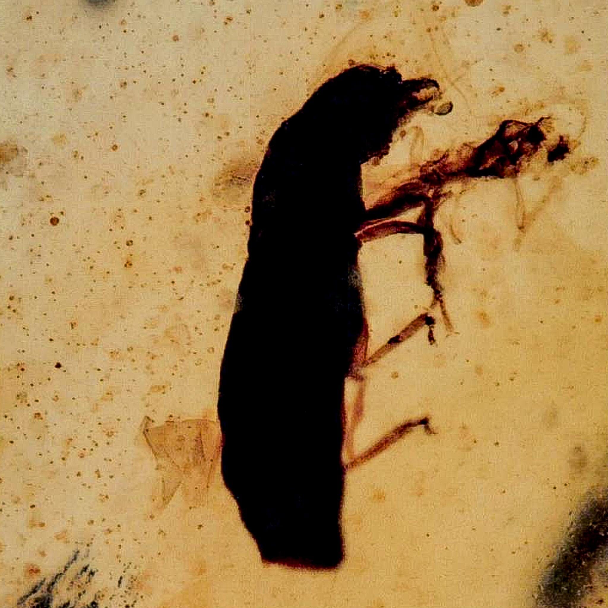 Burmese Insect Amber Coleoptera Beetle Bug Fossil Cretaceous Bermite Dinosaur Age - Fossil Age Minerals