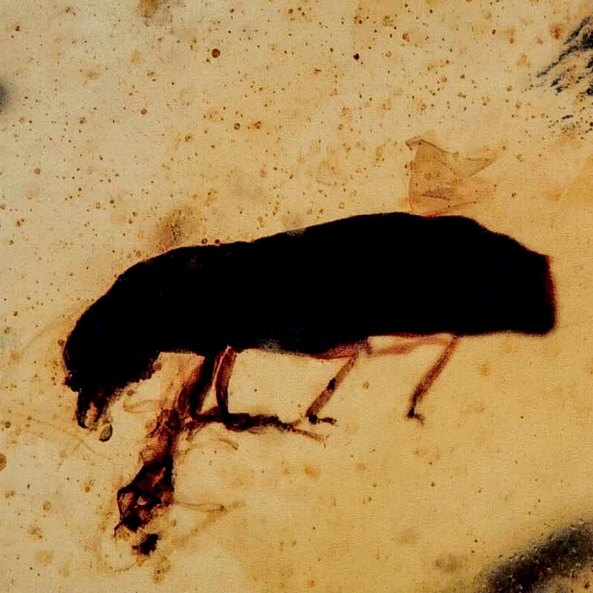Burmese Insect Amber Coleoptera Beetle Bug Fossil Cretaceous Bermite Dinosaur Age - Fossil Age Minerals
