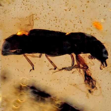 Burmese Insect Amber Coleoptera Beetle Bug Fossil Cretaceous Bermite Dinosaur Age
