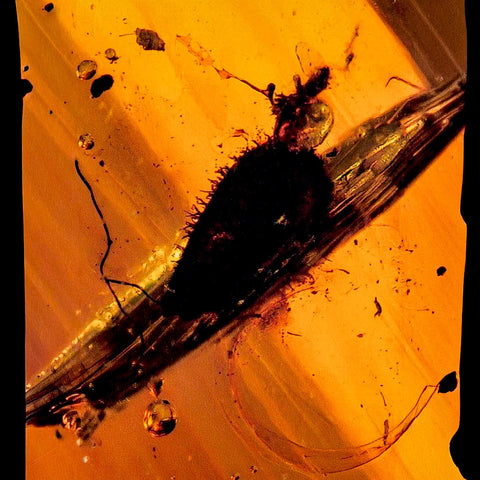 Burmese Insect Amber Unknown Flying Fossil Cretaceous Bermite Dinosaur Age - Fossil Age Minerals