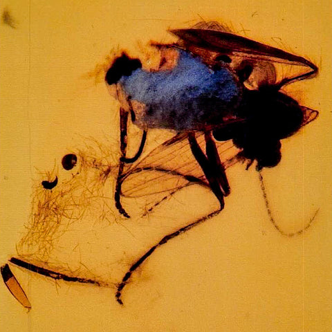 Burmese Insect Amber Diptera Mosquito Fly Fossil Cretaceous Bermite Dinosaur Age - Fossil Age Minerals