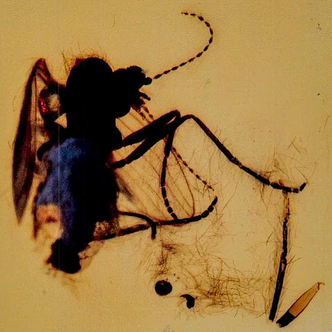 Burmese Insect Amber Diptera Mosquito Fly Fossil Cretaceous Bermite Dinosaur Age - Fossil Age Minerals