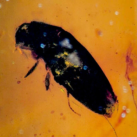 Burmese Insect Amber Coleoptera Beetle Bug Fossil Cretaceous Bermite Dinosaur Age