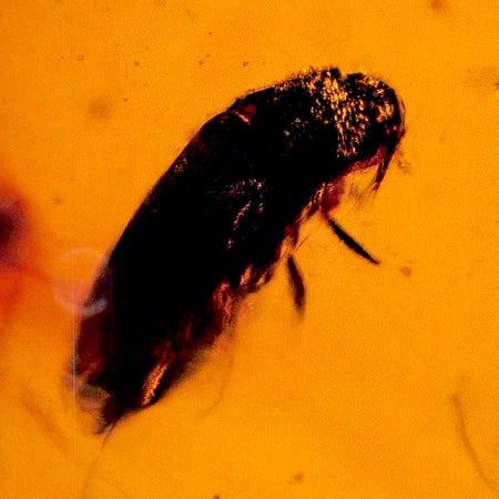 Burmese Insect Amber Coleoptera Beetle Bug Fossil Cretaceous Bermite Dinosaur Age