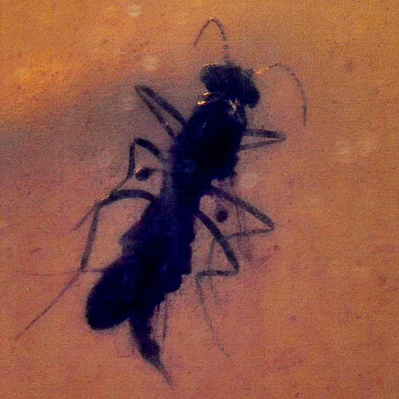 Burmese Insect Amber Hymenoptera Wasp Bee And Fly Fossil Cretaceous Dinosaur Age