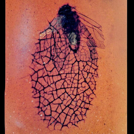 Burmese Insect Amber Hymenoptera Wasp Bee And Fly Fossil Cretaceous Dinosaur Age