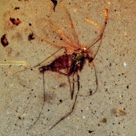Burmese Insect Amber Diptera Mosquito Fly Fossil Cretaceous Bermite Dinosaur Age