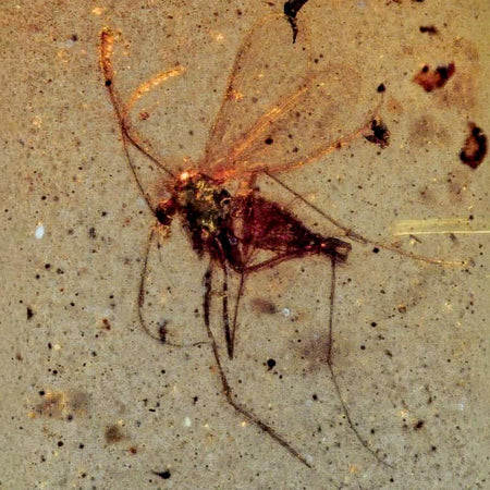 Burmese Insect Amber Diptera Mosquito Fly Fossil Cretaceous Bermite Dinosaur Age