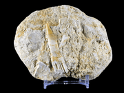 Fossil Saw Tooth Barb In Matrix Ray Schizorhiza Stromeri Chainsaw Fish Cretaceous Dinosaur Era