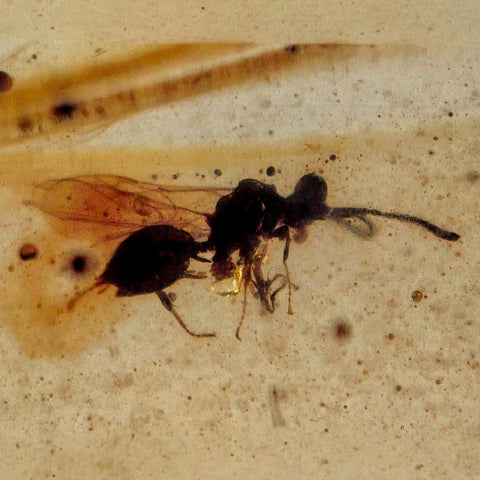 Burmese Insect Amber Hymenoptera Wasp Bee Fossil Cretaceous Dinosaur Age - Fossil Age Minerals
