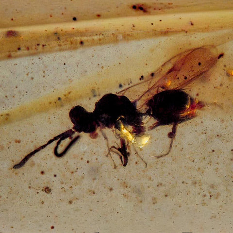 Burmese Insect Amber Hymenoptera Wasp Bee Fossil Cretaceous Dinosaur Age - Fossil Age Minerals