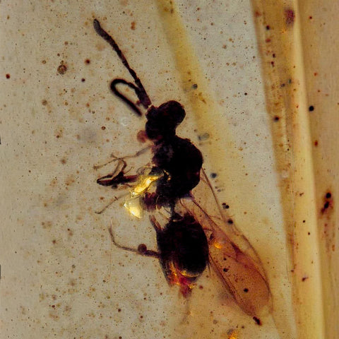 Burmese Insect Amber Hymenoptera Wasp Bee Fossil Cretaceous Dinosaur Age - Fossil Age Minerals