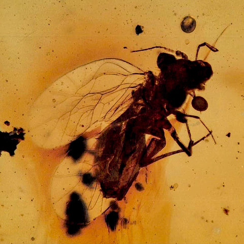 Burmese Insect Amber Hymenoptera Wasp Bee Fossil Cretaceous Dinosaur Age - Fossil Age Minerals