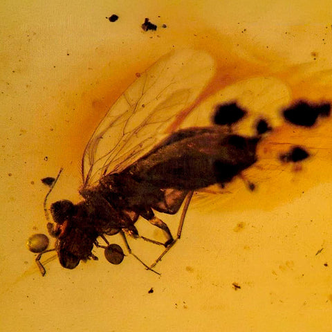 Burmese Insect Amber Hymenoptera Wasp Bee Fossil Cretaceous Dinosaur Age - Fossil Age Minerals
