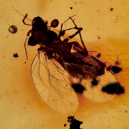 Burmese Insect Amber Hymenoptera Wasp Bee Fossil Cretaceous Dinosaur Age