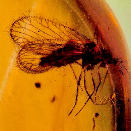 Two Burmese Insect Amber Diptera Mosquito Fly Fossil Cretaceous Bermite Dinosaur Age