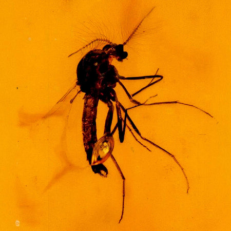 Two Burmese Insect Amber Diptera Mosquito Fly Fossil Cretaceous Bermite Dinosaur Age