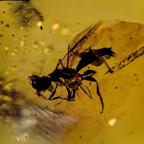 Burmese Insect Amber Hymenoptera Wasp Bee Fossil Cretaceous Dinosaur Age - Fossil Age Minerals