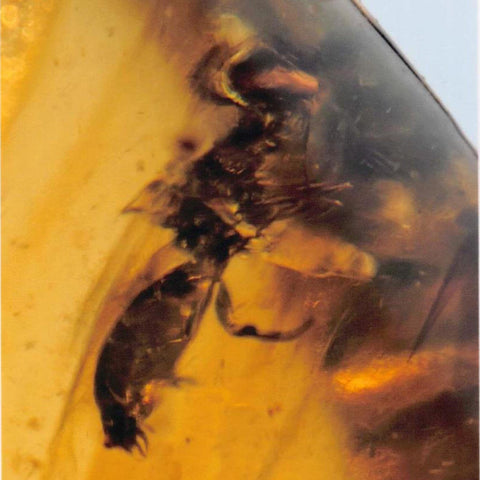 Burmese Insect Amber Hymenoptera Wasp Bee Fossil Cretaceous Dinosaur Age - Fossil Age Minerals