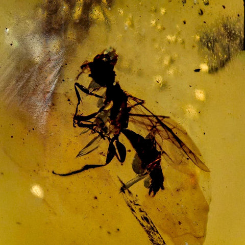 Burmese Insect Amber Hymenoptera Wasp Bee Fossil Cretaceous Dinosaur Age - Fossil Age Minerals