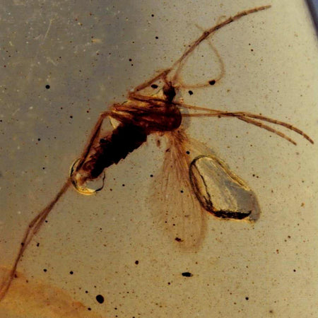 Burmese Insect Amber Diptera Mosquito Fly Fossil Cretaceous Bermite Dinosaur Age